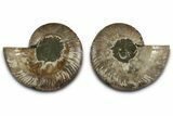 Cut & Polished Crystal-Filled Ammonite Fossil - Madagascar #359533-1